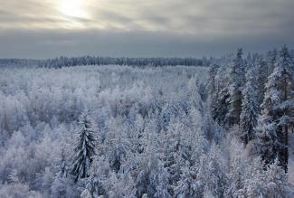 foret