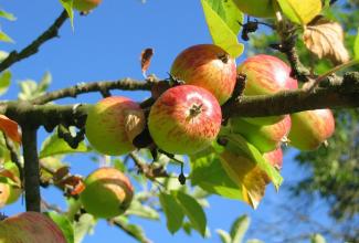 Jus de pomme