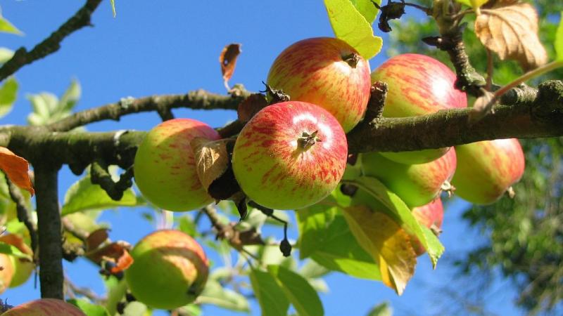 Jus de pomme